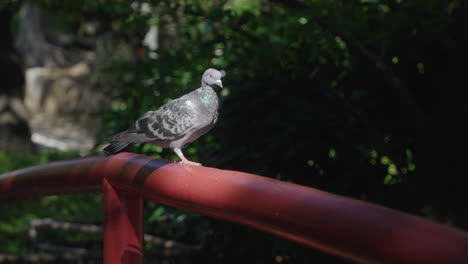 Rock-Pigeon-Rested-On-A-Red-Metal-Bridge-At-The-Park-In-Tokyo,-Japan