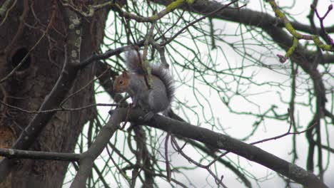 Grey-Squirrel-climbing-along-tree-then-grooms-itself