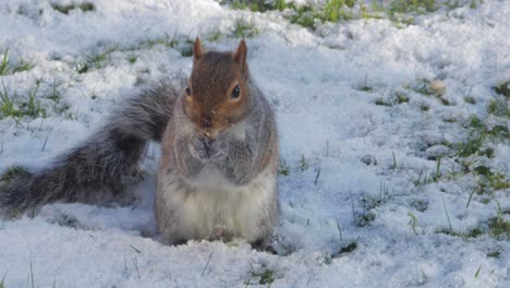 Eichhörnchen,-Das-Im-Schnee-Nach-Nüssen-Schnüffelt,-Frisst-Dann-Eine