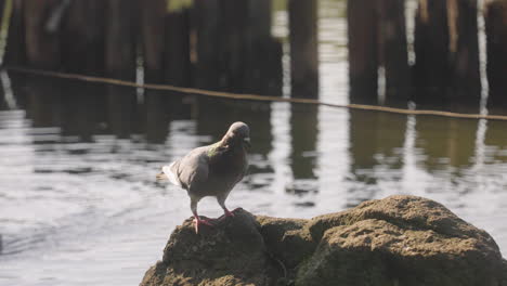 Rock-Dove-Perched-On-A-Big-Stone-At-Lake-During-Sunny-Day