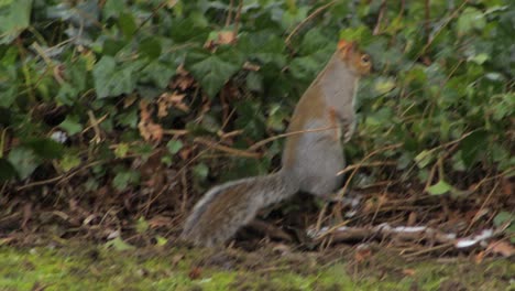 Squirrel-on-grass-going-into-bush