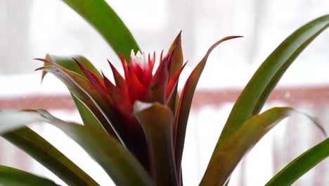 Close-Up-on-Guzmania-Bromeliad-Bloom,-Circling-Right-to-Left