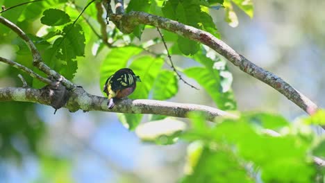 Banded-Broadbill,-Eurylaimus-javanicus,-an-individual-with-food-in-the-mouth-about-to-be-delivered-into-the-nest,-facing-to-the-right-and-looks-around,-seen-in-the-afternoon-in-the-jungle-in-Thailand