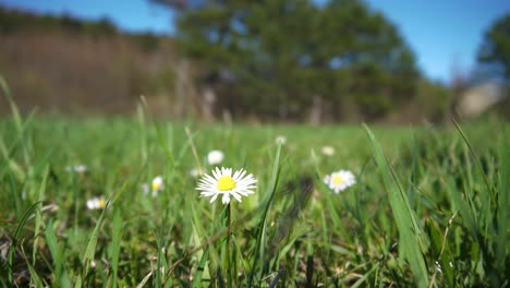 A-Daisy-in-green-Meadow