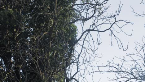 Eichhörnchen-Springt-Zwischen-Zwei-Bäumen