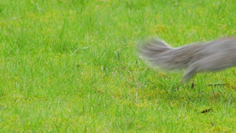 Squirrel-burying-nut-in-green-grass