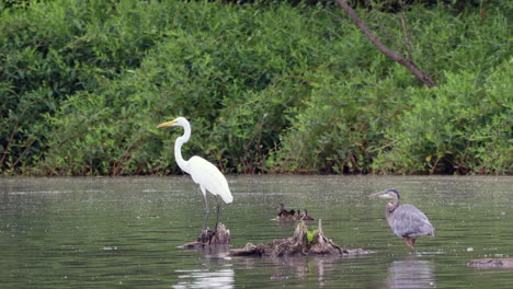 A-gray-heron-walking-out-of-the-water-of-a-lake-unto-a-dead-tree-stop-with-an-egret