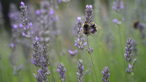 Two-bumblebees-fighting-and-collecting-for-pollen-of-lavender-plant-during-hot-summer-day-in-wilderness