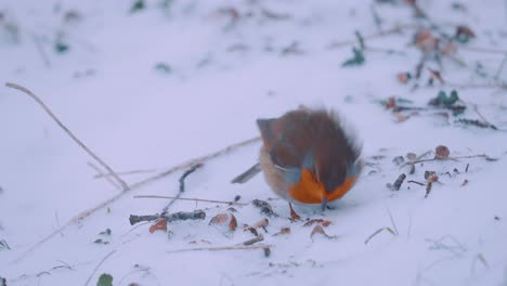 European-robin,-redbreast,-feeding-in-the-snow,-Veluwe-National-Park,-Netherlands