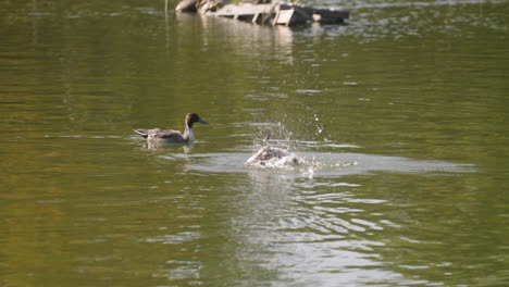Patos-Pintail-Del-Norte-Nadando-En-El-Lago-Verde-Mientras-El-Otro-Aletea-Sus-Alas-Salpicando-Agua