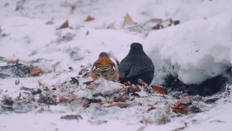 Male-Chaffinch-and-Common-Blackbird-Male-Look-for-Food-Together,-Winter-Survival