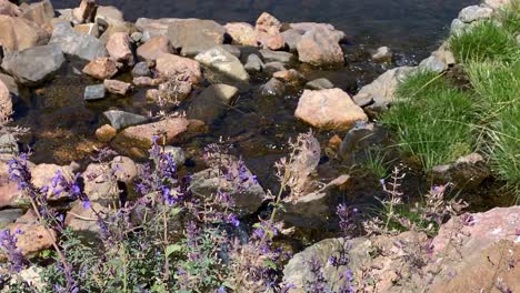 Gurgling-stream-water-calmly-ripple-among-stones-and-lavender-flowers-close-up