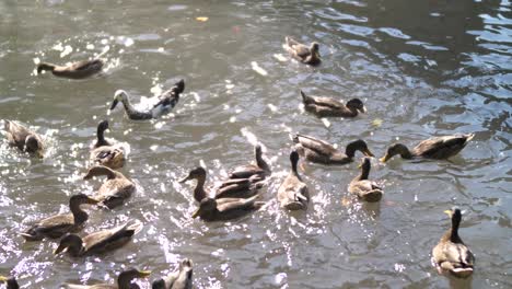 Ducks-in-the-water-are-fed