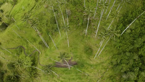Andean-Condor-Flies-High-Above-Wax-Palm-Trees-in-Colombia's-Cocora-Valley