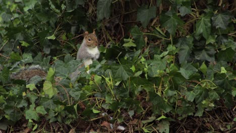 Grey-Squirrel-standing-up-in-weeds-bush-looking-around