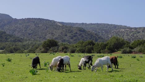 Weite-Aufnahme-Von-Ziegen,-Die-Auf-Der-Akamas-Halbinsel-Grasen,-Mit-Bergen-Im-Hintergrund