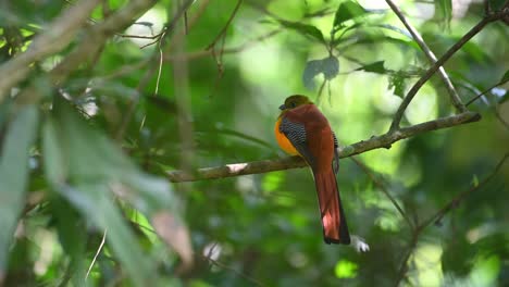 Orange-breasted-Trogon,-Harpactes-Oreskios,-Kaeng-Krachan-Nationalpark,-Thailand