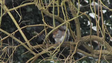 Squirrel-sitting-on-branch-eating-nut-in-the-snow-then-runs-away