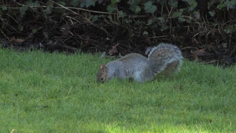 Squirrel-searching-for-nuts,-sniffing-green-grass