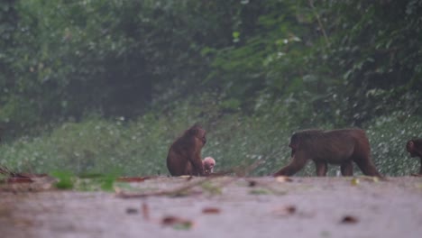 Stump-tailed-Macaque,-Macaca-arctoides,-foggy-rainy-day-at-Kaeng-Krachan-National-Park,-Thailand
