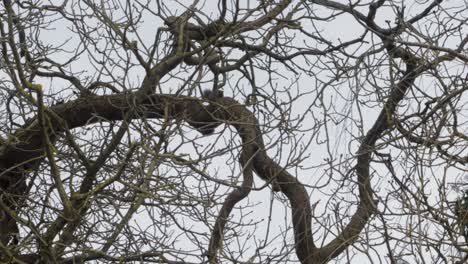 Graues-Eichhörnchen,-Das-Entlang-Zweig-Auf-Baum-Im-Schnee-Läuft