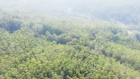 Green-trees-of-the-forest-Aerial-view