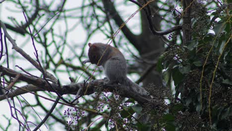 Grey-Squirrel-up-high-on-branch-grooming-scratching-itself