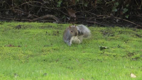 Squirrel-sniffing-green-grass-searching-for-nuts-then-scratches-side-with-back-leg-day-time-UK-North-London-Borehamwood