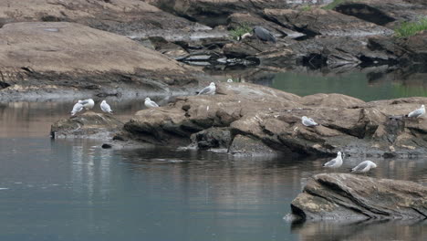 A-flock-of-seagulls-sitting-on-some-rocks-in-a-river-during-a-rainstorm