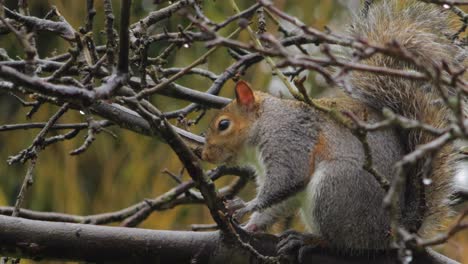 Gray-Squirrel-standing-on-tree-branch-eating-then-walks-away