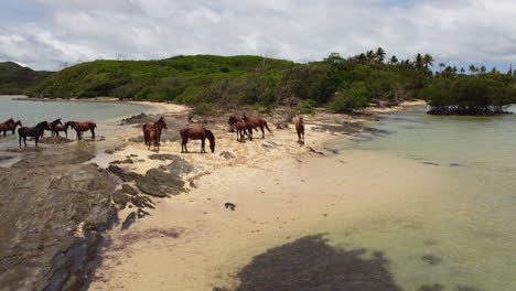 Wild-horses-gather-on-small-sandspit,-north-cost-New-Caledonia