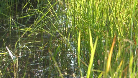 Duck-is-swimming-into-tall-water-grass-on-beautiful-sunny-day