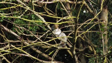 Grey-squirrel-on-sitting-tree-branch-then-climbs-down