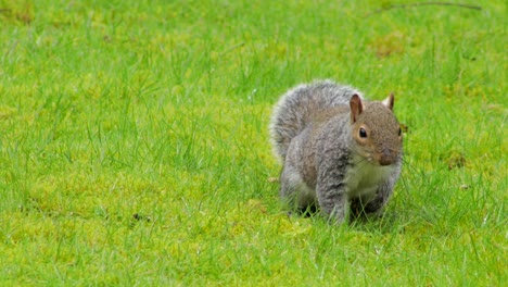 Graues-Eichhörnchen-Auf-Grünem-Gras,-Das-Nach-Nahrung-Gräbt-Und-Schnüffelt
