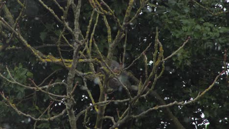 Gray-Squirrel-cleaning-grooming-it's-tail-sitting-on-tree-branch-in-the-snow