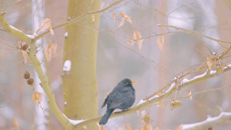 Blackbird-on-a-snowy-branch,-Veluwe-National-Park,-Netherlands,-medium-shot