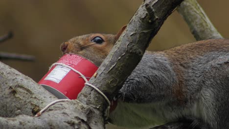 Squirrel-eating-out-of-bird-feeder-on-tree