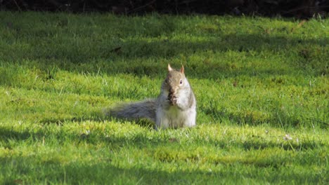 Squirrel-digging-in-green-grass-finds-a-nut-then-jumps-away-Day-time-sunny-UK-North-London-Borehamwood