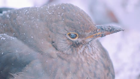 Blackbird-in-the-snow,-Veluwe-National-Park,-Netherlands,-close-up