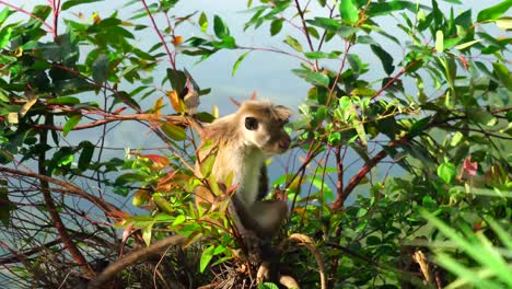 Aufnahmen-Von-Wilden-Affen-Auf-Dem-Baum-In-Sri-Lanka