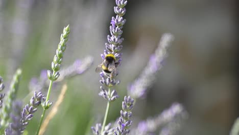 Macro-shot-of-black-yellow-striped-bumblebee-pollinating-nectar-of-violet-lavender-plant-in-spring-season