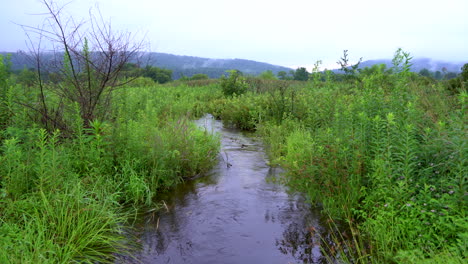 A-small-stream-flowing-in-the-wilderness-in-the-bulrushes
