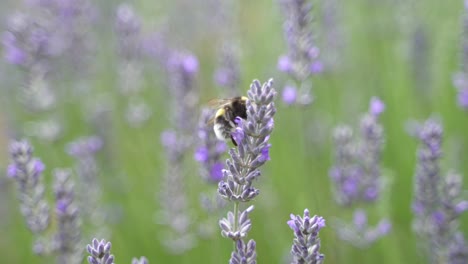 Macro-shot-of-happy-bumblebee-flying-from-lavender-plant-to-next-lavender-plant