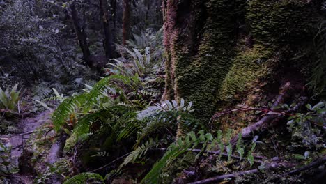 Slow-glide-past-moss-covered-tree-stump-and-ferns-in-damp-rainforest