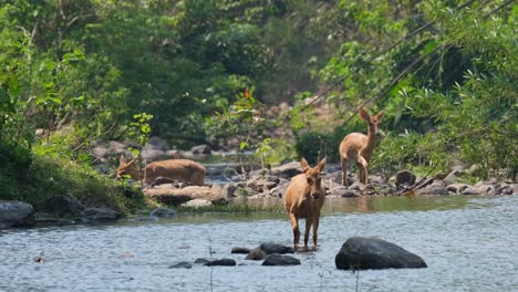 Eld's-Deer,-Panolia-eldii,-three-individuals-navigating-a-rocky-stream-during-a-windy-day-in-summer,-one-on-the-right-almost-stumbles,-Huai-Kha-Kaeng-Wildlife-Sanctuary-in-Thailand
