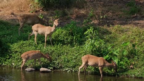 Eld's-Deer,-Panolia-eldii,-four-female-individuals-feeding-on-green-grass-and-plants-on-the-slope-side-of-the-bank-at-a-stream-in-Huai-Kha-Kaeng-Wildlife-Sanctuary,-Thailand