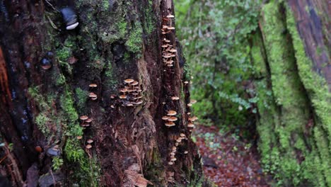 Hundreds-of-tiny-mushrooms-grow-out-of-live-tree-trunk-in-rainforest