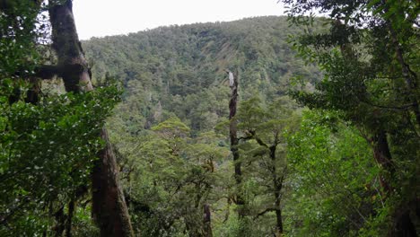 Gnarled-trees-in-foreground,-steep-rocky-slope-beyond,-wet-rainforest