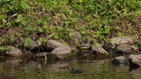 Grey-Wagtail,-Motacilla-cinerea,-facing-to-the-left-then-turns-to-the-right-wagging-its-tail,-poops-on-the-rock,-flies-to-another-rock,-seen-at-a-stream-in-Huai-Kha-Kaeng-Wildlife-Sanctuary,-Thailand
