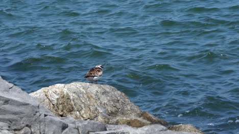 A-ruddy-turnstone-on-a-rock-by-the-side-of-the-ocean